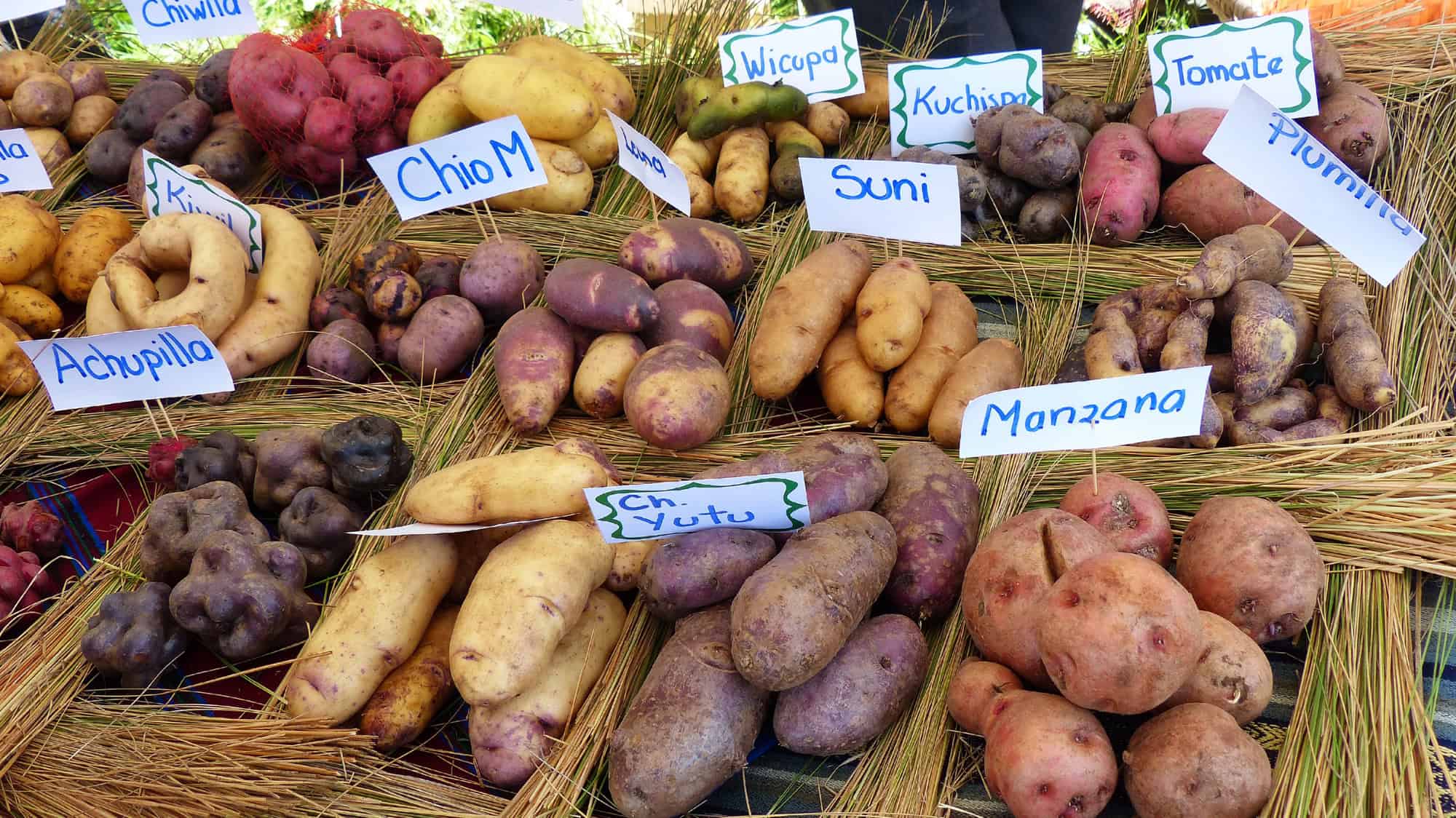 Kartoffelsorten