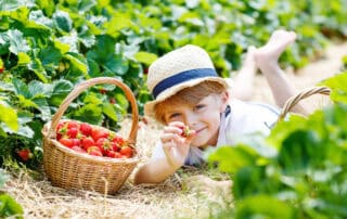 Junge pflückt Erdbeeren