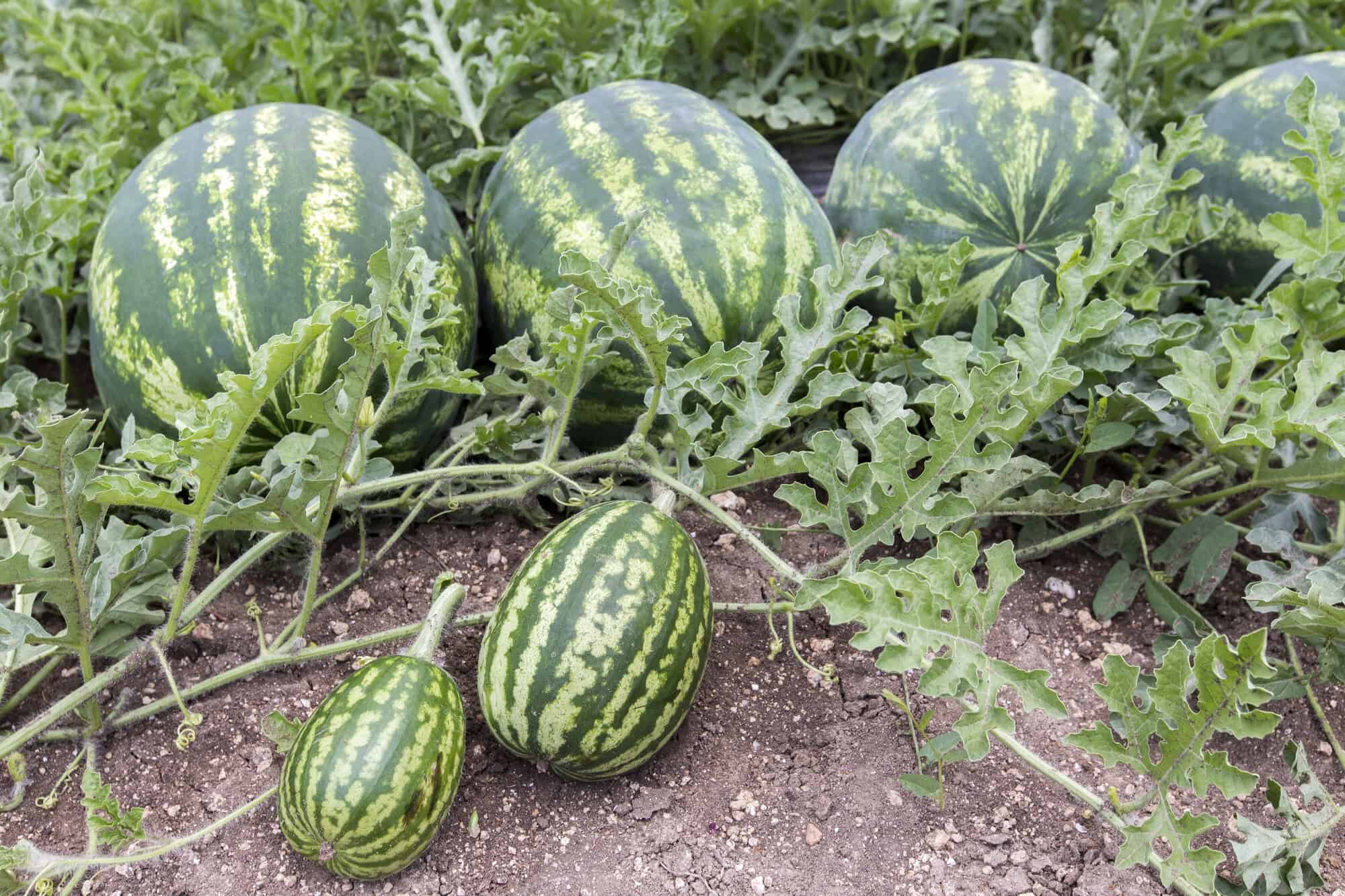 Melonenfeld