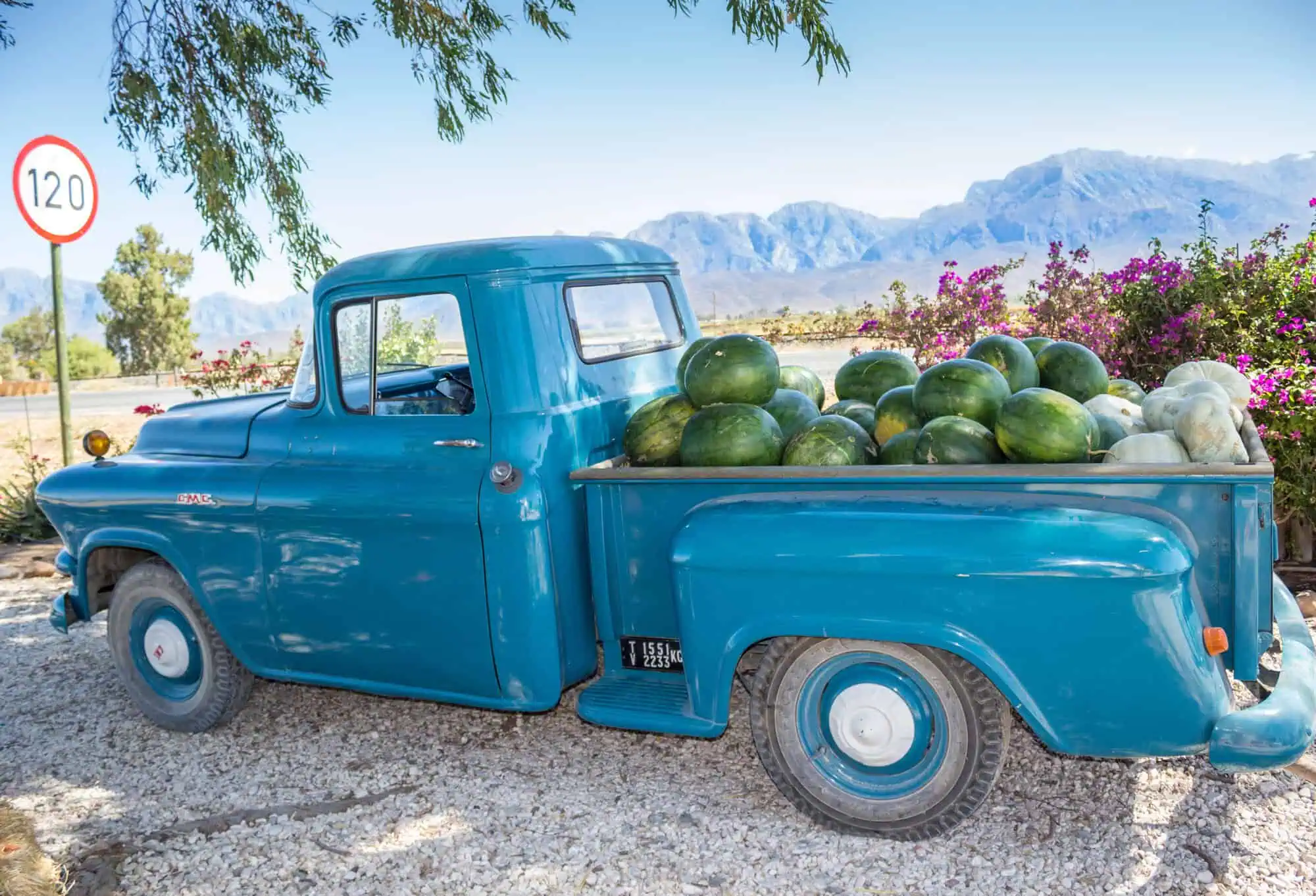Wassermelonenernte in Südafrika