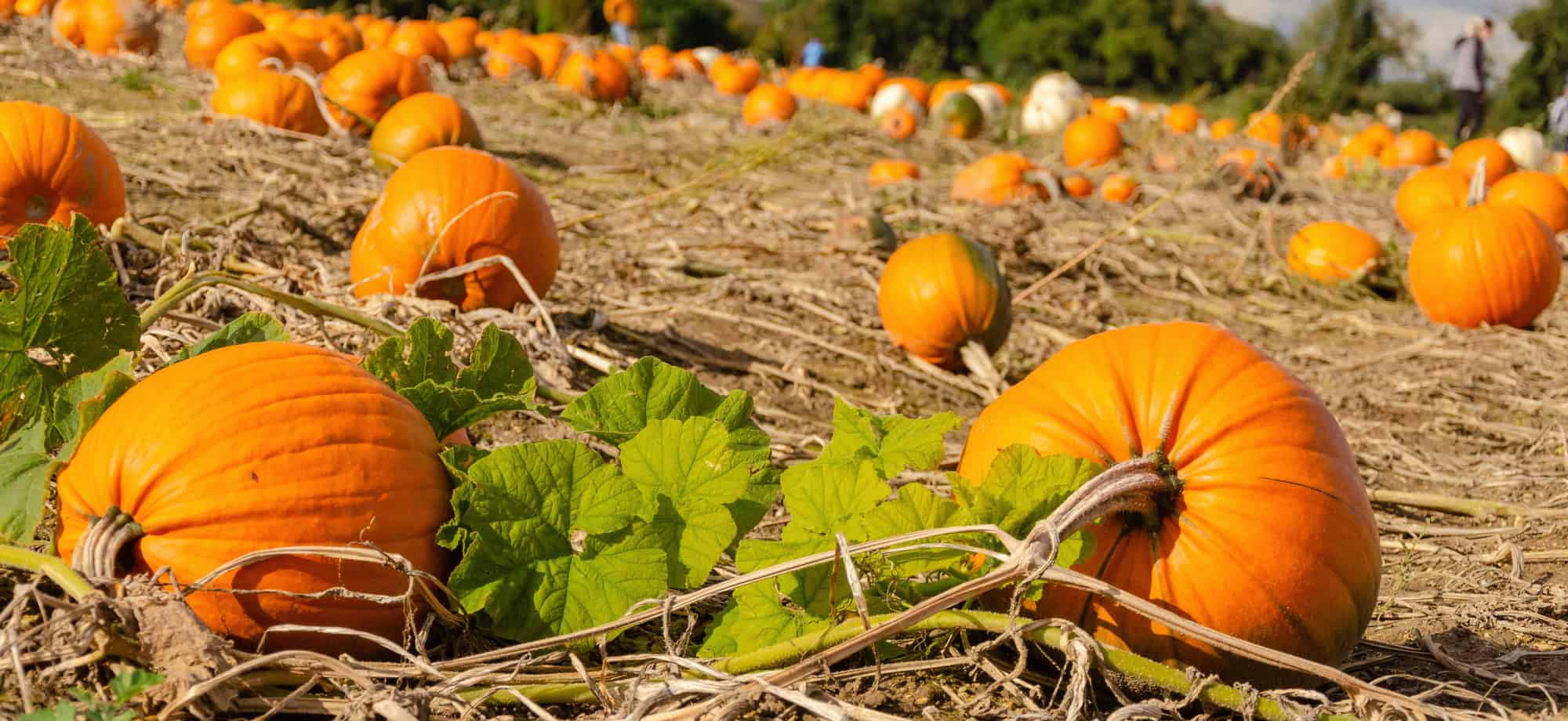 Kürbisernte